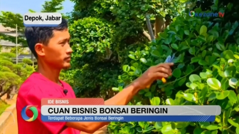 Berawal Hobi Rawat Bonsai Beringin, Raup Cuan Puluhan Juta per Bulan 