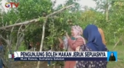 Wisata Kebun Jeruk di Sumatra Selatan, Gratis Makan Jeruk Sepuasnya