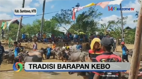 Melihat Barapan Kebo, Tradisi Adu Kecepatan Kerbau ala Sumbawa