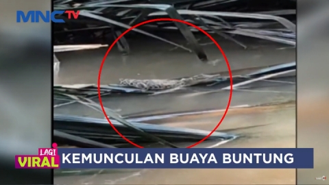 Buaya Buntung Muncul di Aliran Kali Riveria Depok