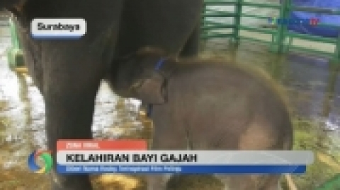 Kebun Binatang Surabaya Sambut Kelahiran Bayi Gajah Jantan, Namanya Rocky Balboa!