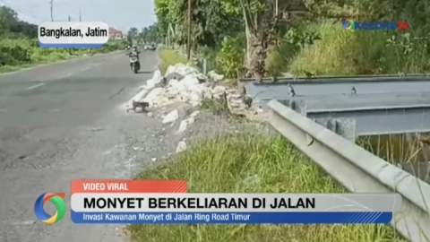 Kawanan Monyet Berkeliaran di Jalan, Ganggu Pengguna Jalan