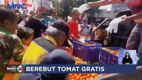 Harga Anjlok, Petani Bagikan Tomat Gratis di Jember