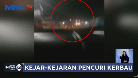 Polisi Kejar Truk Pengangkut Kerbau Curian, Pelaku Berjumlah 4 Orang Berhasil Kabur