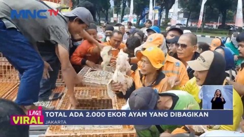 Harga Anjlok, Peternak Bagikan Ribuan Ayam Gratis