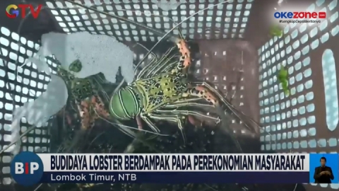 Kampung Budidaya Lobster di Perairan Teluk Jukung Lombok Timur