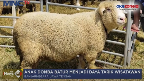 Unik! Puluhan Domba di Banjarnegara Dikenakan Baju & Aksesoris jadi Daya Tarik Wisatawan 