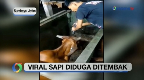 Viral Proses Pemingsanan Sapi Seolah Ditembak di RPH Surabaya