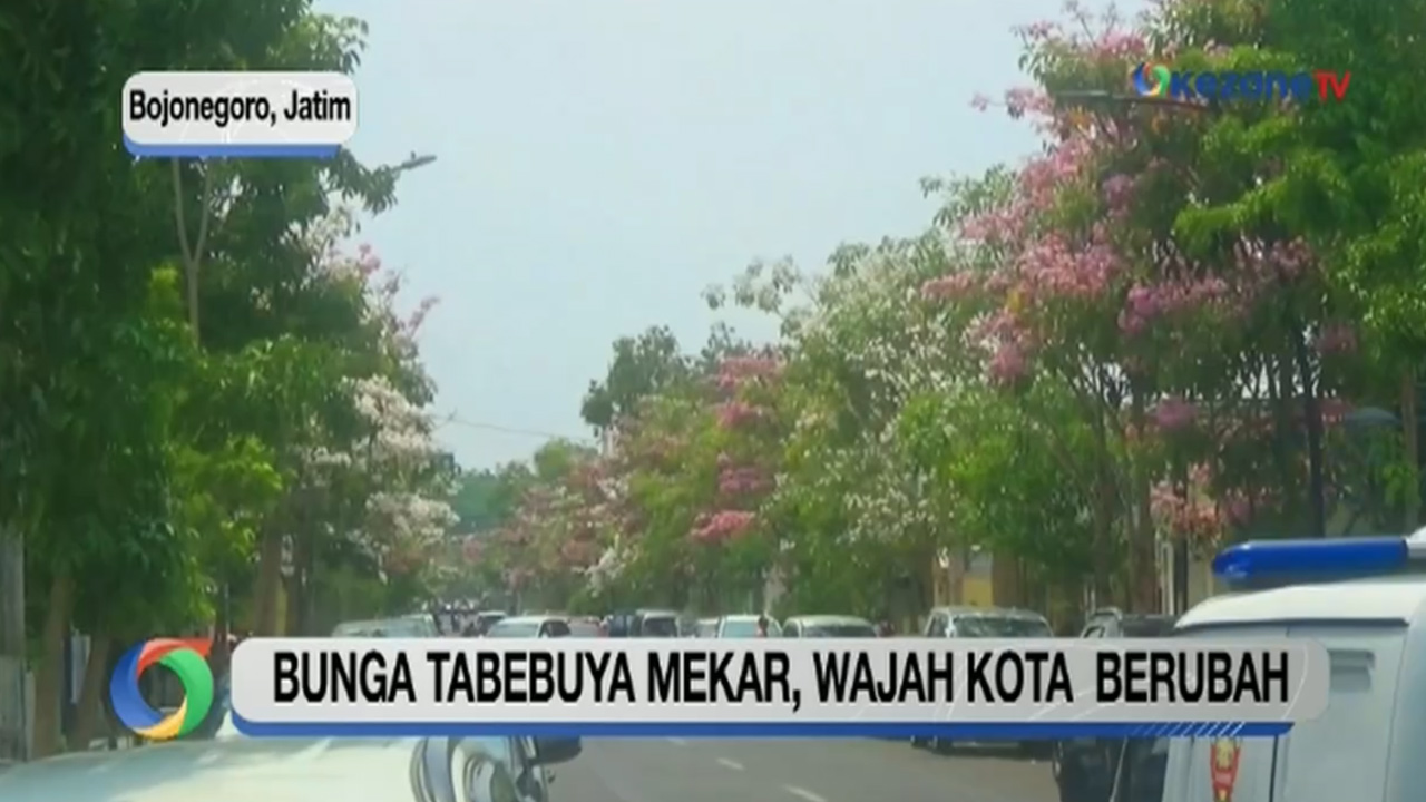 Bunga Tabebuya Bermekaran, Wajah Bojonegoro dan Bekasi Berubah