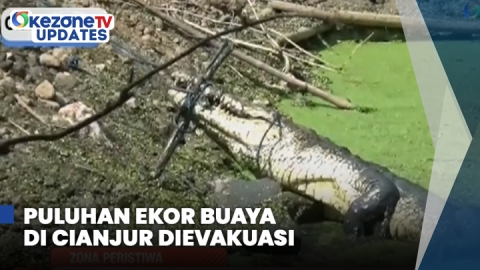 Puluhan Ekor Buaya di Cianjur Dievakuasi ke Penangkaran di Palembang