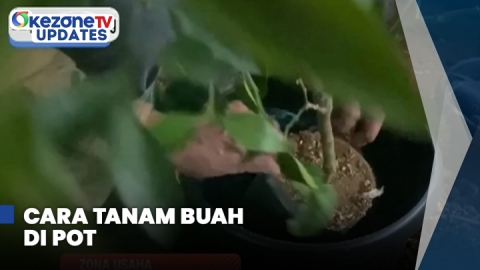 Tak Masalah Lahan Kecil, Begini Cara Tanam Buah di Pot