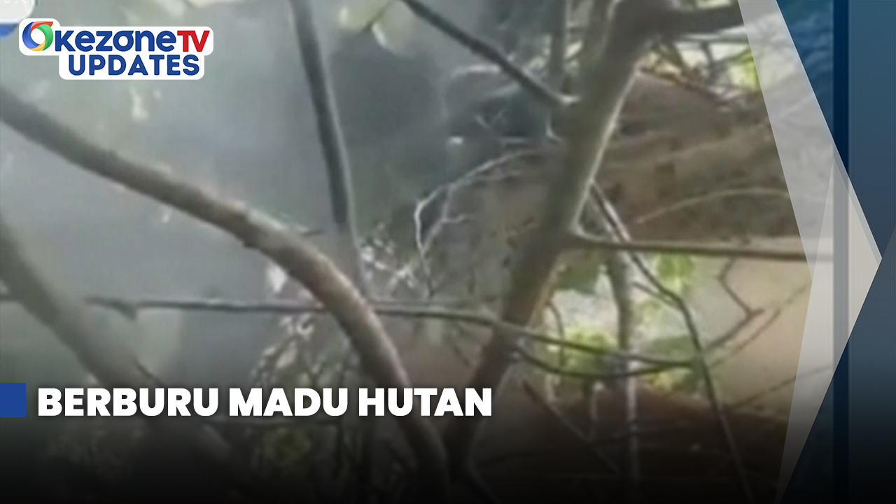 Perjuangan Berat dalam Berburu Madu Hutan di Ujung Kulon